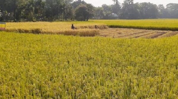 ব্রাহ্মণবাড়িয়ায় আমনের বাম্পার ফলন