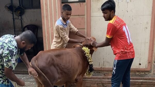 ঈদের দ্বিতীয় দিনেও চলছে পশু কুরবানি